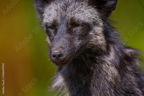Close-up, portrait of a fox with an expressive look in its natural habitat while hunting