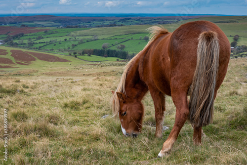Fototapeta Naklejka Na Ścianę i Meble -   Dartmoor Pony on Staple Tor