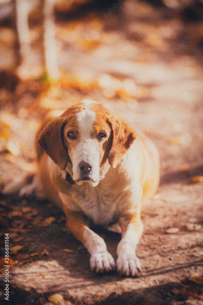 Dog resting in a beautiful forest with birches in autumn