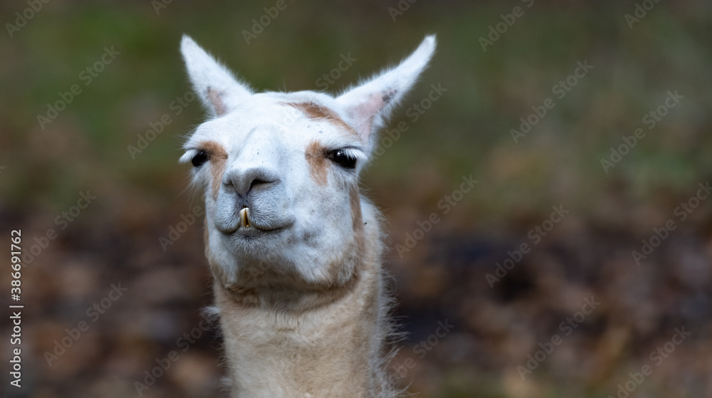 Lama