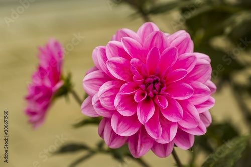 Gorgeous close up view of pink dahlia flower isolated on green background. Beautiful nature backgrounds.