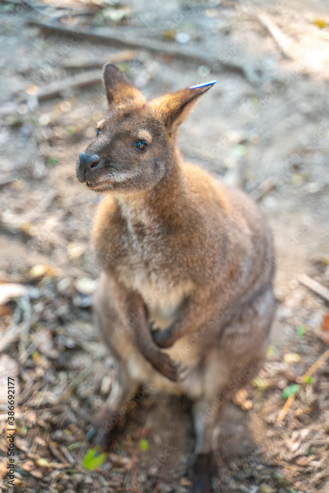 Close view of a baby kangaroo in a zoo, China.