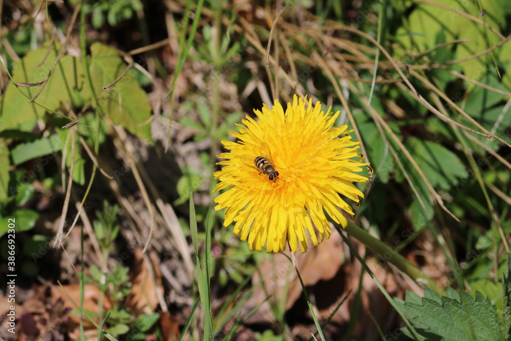 Blume und Biene