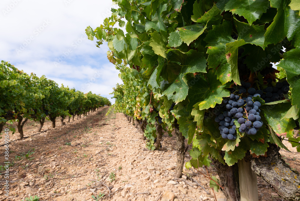 Red grapes in a vineyard, La Rioja, Spain