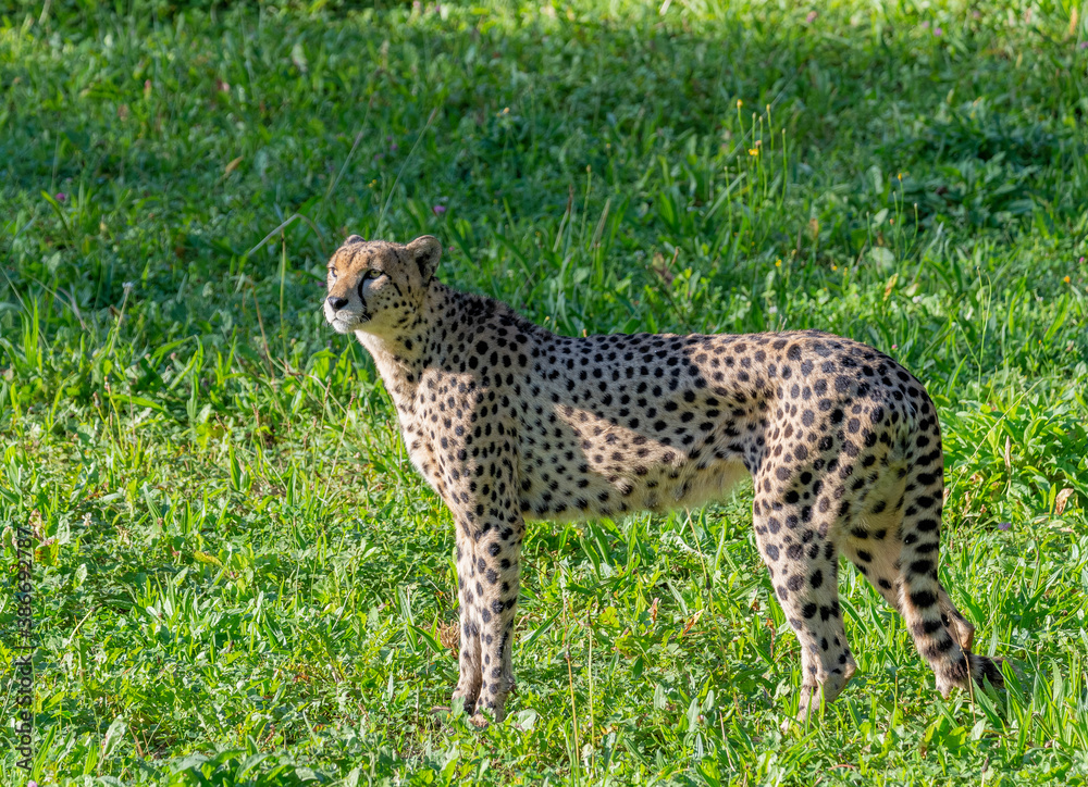 Fototapeta premium cheetah feet in the grass