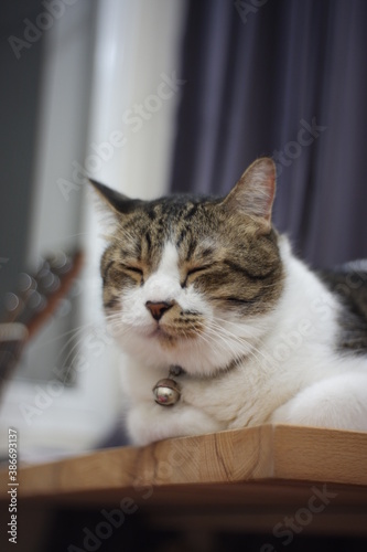 Black and white striped fat cat sitting with eyes closed in the room. © Natcha
