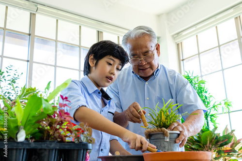 Asian senior man and young boy gardening together. Grandfather and grandson happy working in glasshouse with plants. Multi generation activity and family relationship concept. Focus at senior.