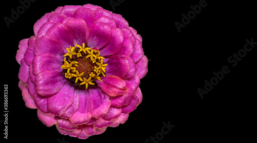 Zinnia flower. Autumn flowers. Isolated background. Close-up. High-resolution macro photography. Full depth of field. Print and design concept.