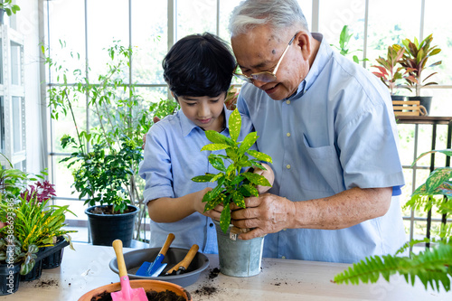 Asian senior man and young boy gardening together. Grandfather and grandson happy working in glasshouse with plants. Multi generation activity and family relationship concept. Focus at senior.