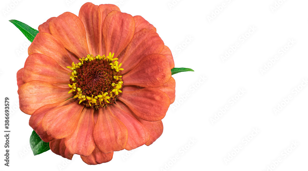 Zinnia flower. Autumn flowers. Isolated background. Close-up. High-resolution macro photography. Full depth of field. Print and design concept. Zinnia flower. Autumn flowers. Isolated background. Close-up. High-resolution macro photography. Full depth of field. Print and design concept.
