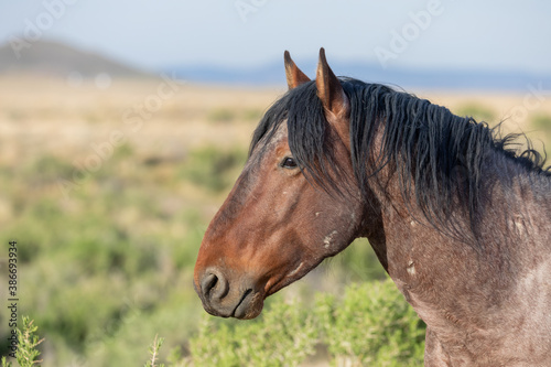 Beautiful Wild Horse in the Utah Desert © natureguy