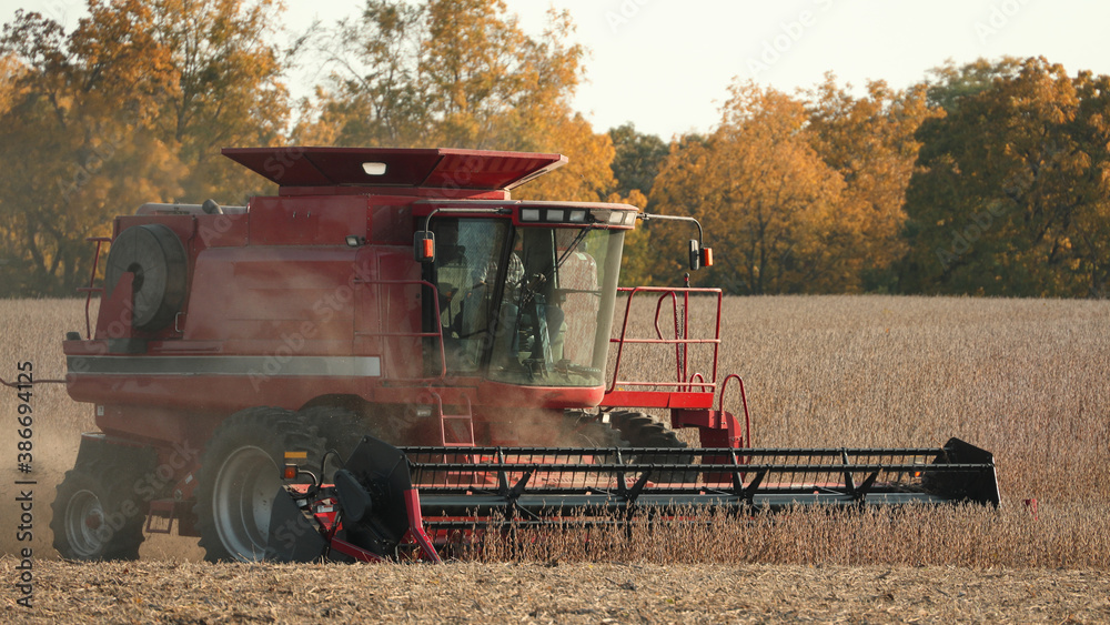 Fototapeta premium Close up of red combine harvesting soybeans in a dusty field in late afternoon in the Midwest; USA 