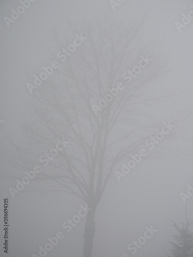 Baum in dickem Nebel photo