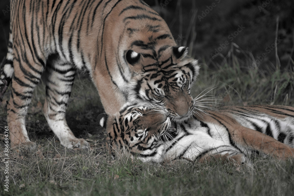 Fototapeta premium Tigres