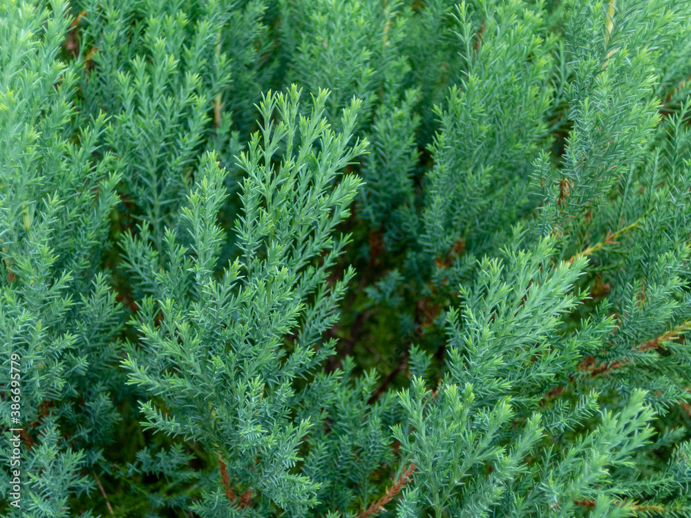 Pine trees with small green leaves