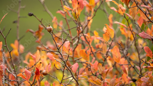 
Pretty autumnal branches, with colorful foliage and solitary dried fruit