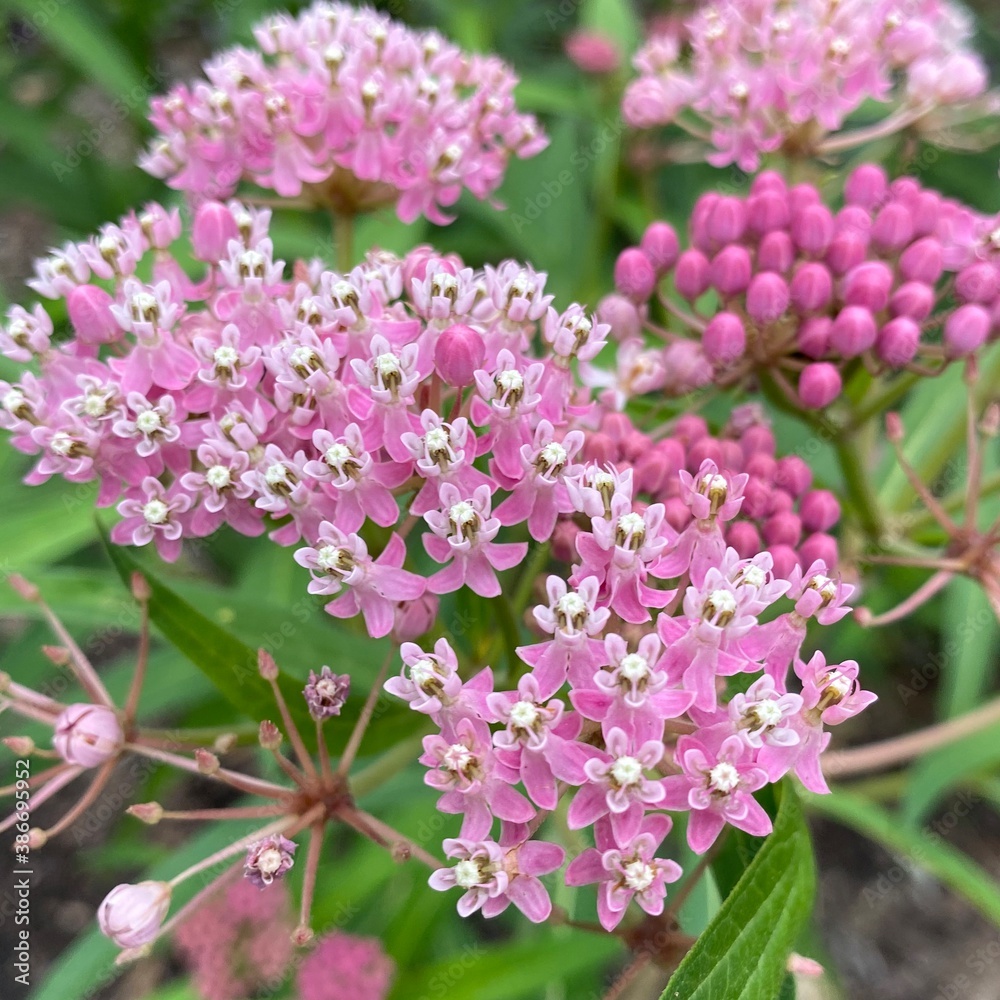 pink and white flowers pink and white flowers