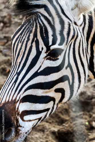 Beautiful zebra in the zoo.