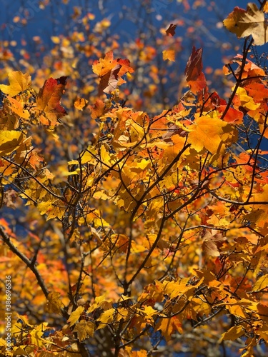autumn leaves © Katie