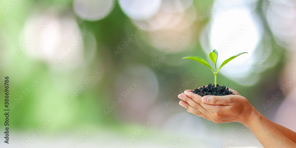 Earth Day concept, human hand holding growing trees on a blurred green forest background. Earth Day concept, human hand holding growing trees on a blurred green forest background.