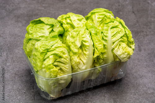 Green heads of fresh italian baby cos romaine lettuce photo