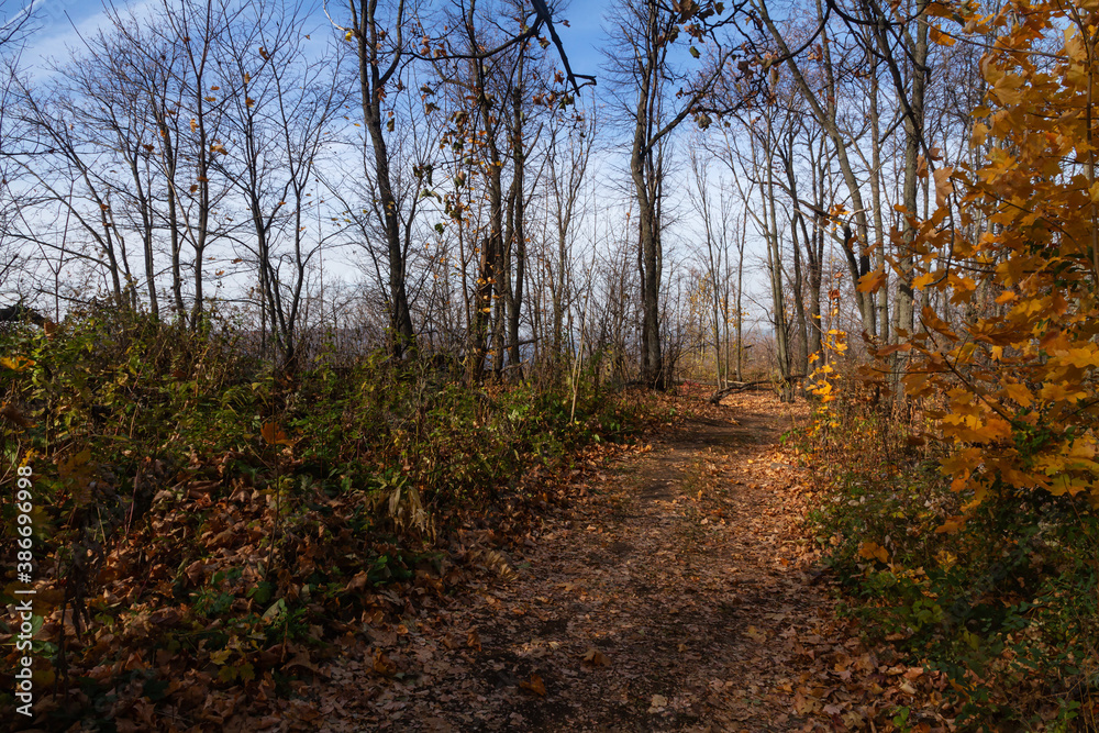 Autumn landscape in forest with blue sky in Falcon Mountains