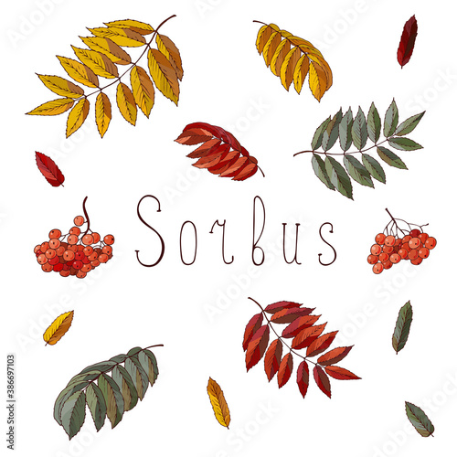 Set of leaves and berries of rowan isolated on white background.