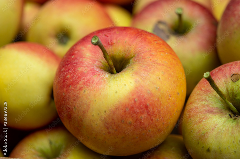 New harvest of big ripe red apples New harvest of big ripe red apples