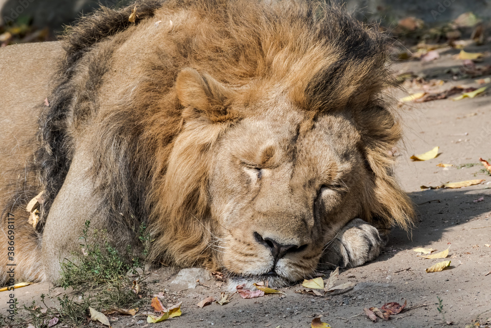 Naklejka premium Asiatic Lion (Panthera leo persica) male