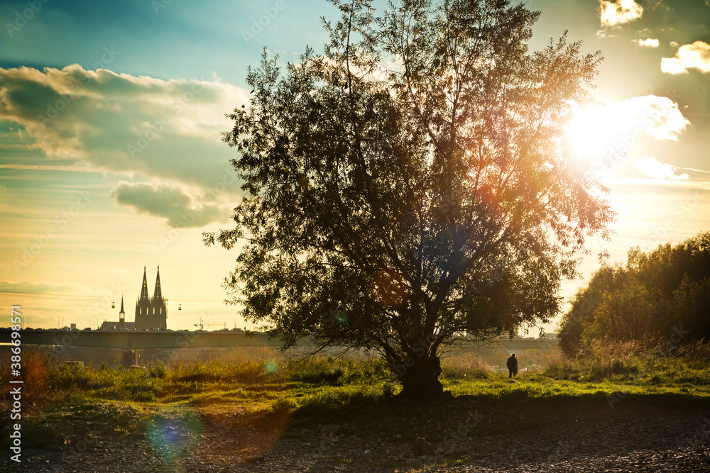 Baum am Rheinufer mit Blick auf den Dom im Sonnenuntergang - obrazy, fototapety, plakaty 