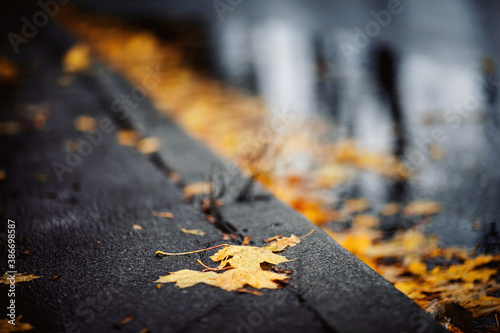 Yellow maple leaves on the asphalt next to a puddle.