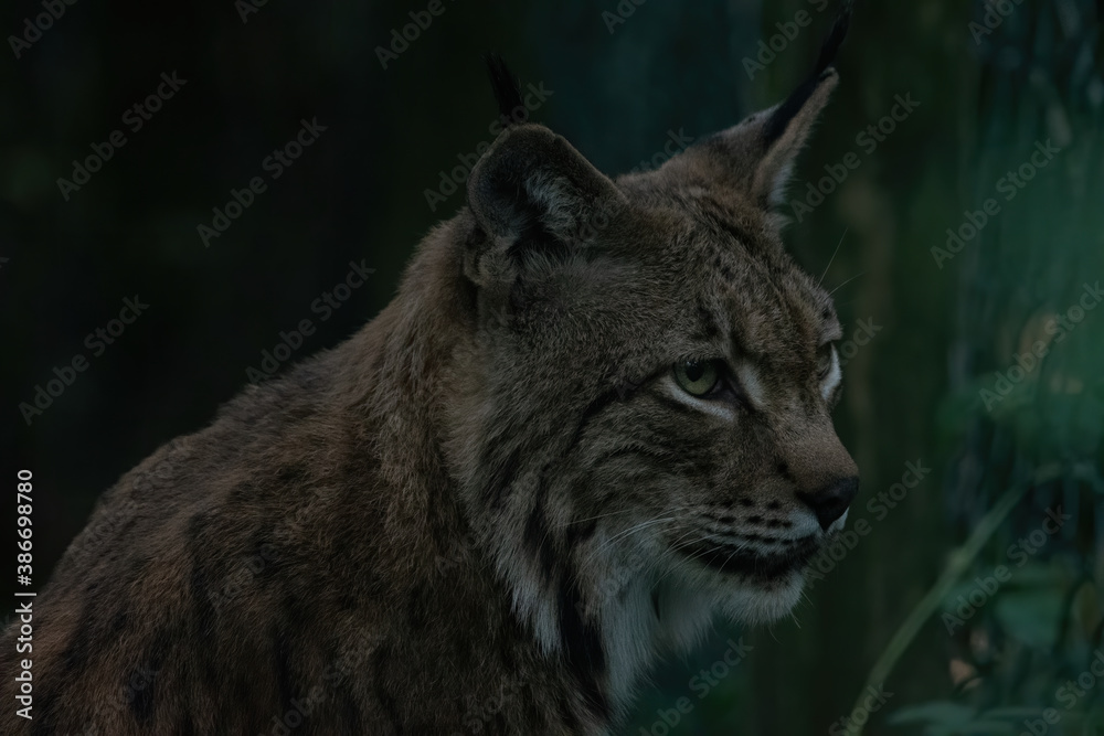 luchs, katze, tier, rotluchs, wild, wild lebende tiere, säugetier, felino, natur luchs, katze, tier, rotluchs, wild, wild lebende tiere, säugetier, felino, natur