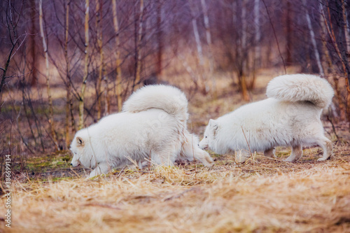 A very beautiful arctic fox in the reserve is resting during the day in winter