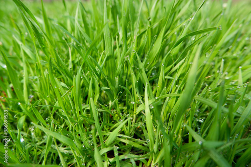 Close up of fresh thick grass with water drops in the early morn