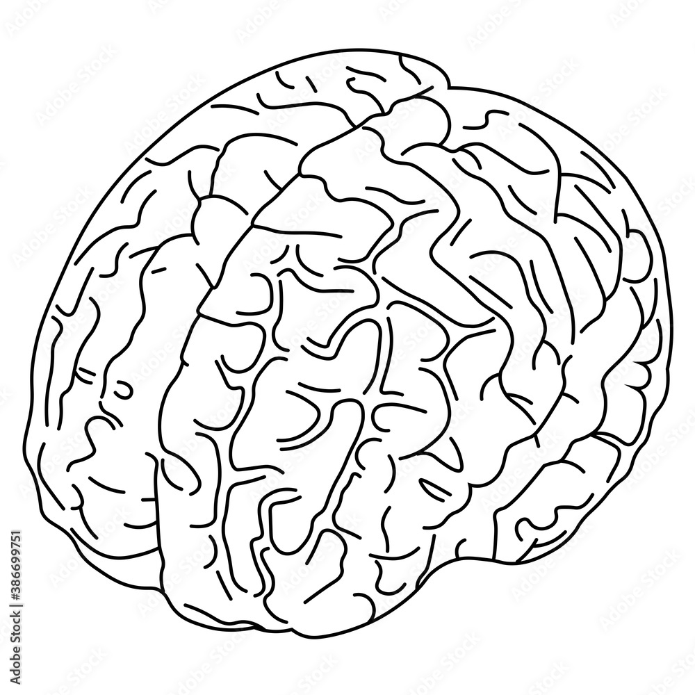 Line art drawing of brain. Vector illustration. Line art drawing of brain. Vector illustration.