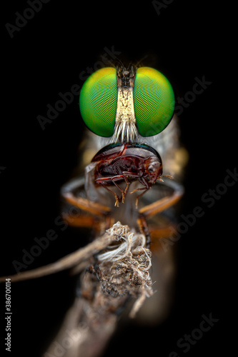 The robber fly is eating its prey.