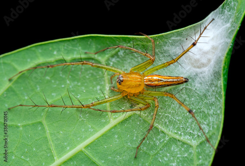 A long legged spider on a green leaf