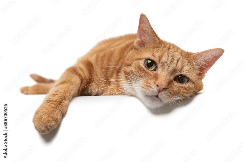 Portrait of an orange tabby cat slumped over a table isolated on a white background Portrait of an orange tabby cat slumped over a table isolated on a white background