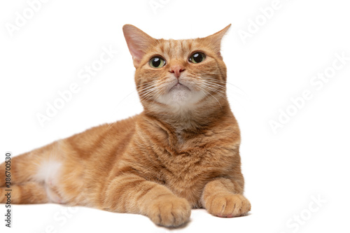 Orange Tabby Cat looking up isolated on a white background