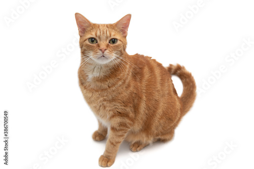 Full body portrait of an orange tabby cat isolated on a white background