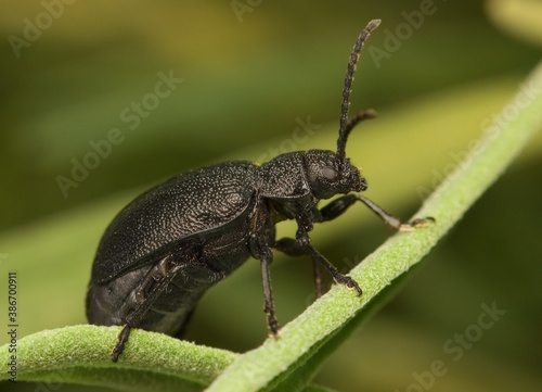 black bug Galeruca tanaceti on a leaf photo