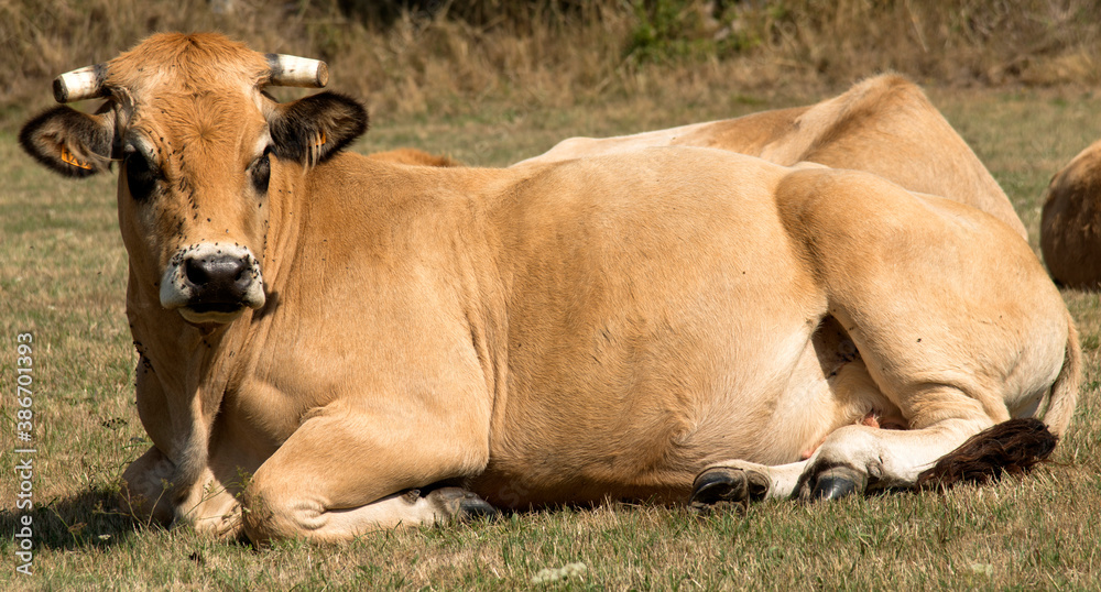 Vache Aubrac à La Chaze-de-Peyre, France Vache Aubrac à La Chaze-de-Peyre, France