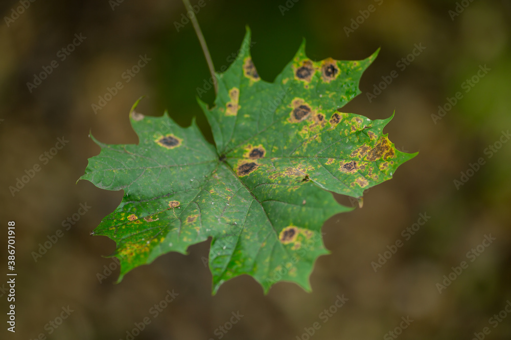 Fototapeta premium Green leaf damaged by aphids. sick foliage. Autumn background. Selective focus