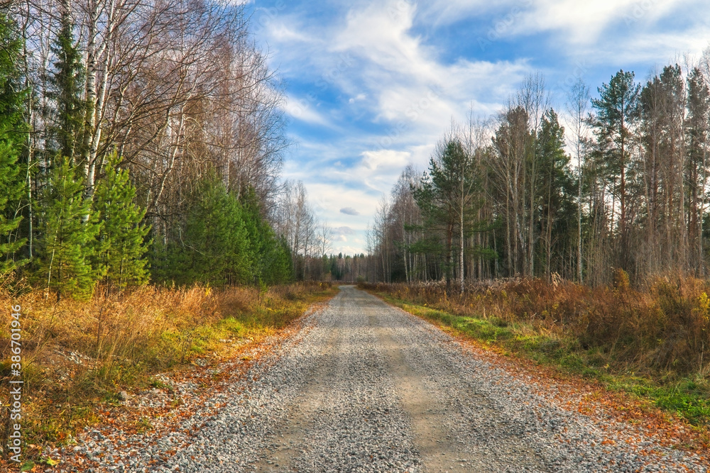 Obraz premium Autumn landscape country road in the forest. Rays of the rising sun falls on the road leading through the picturesque autumnal forest.