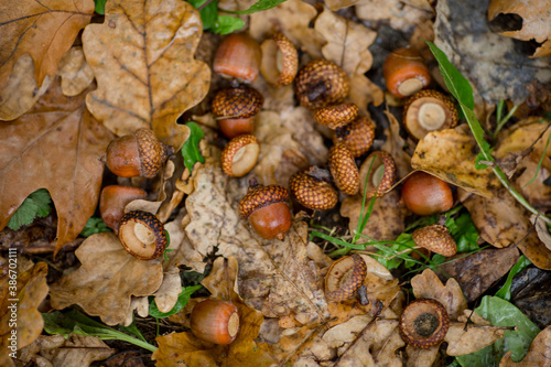 Acorns on the ground in oak leaves. View from above. Autumn background