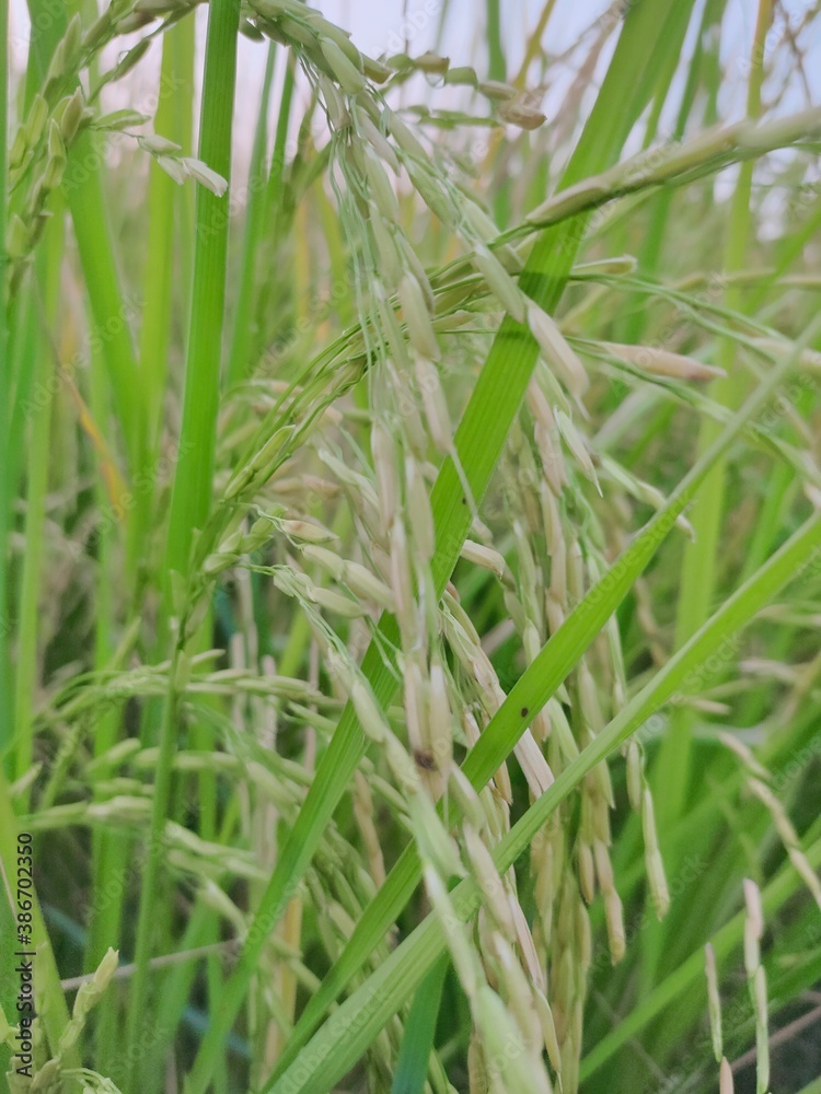 Obraz premium rice in the field