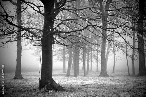 Haunting trees in fog