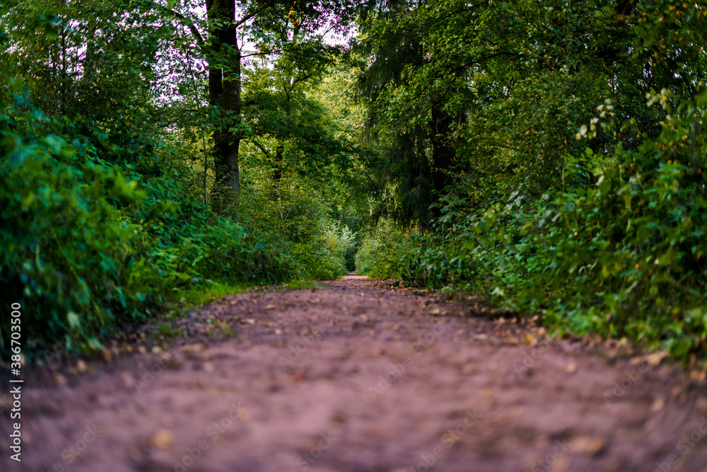 Fototapeta premium Wanderweg im Wald
