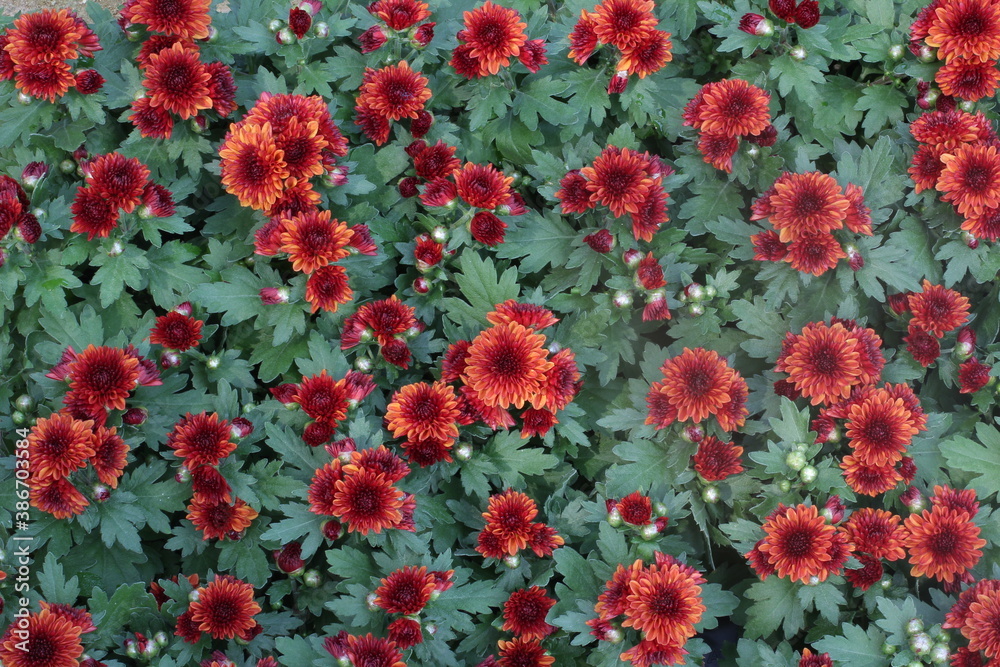 Chrysanthemum Flower / Red Flower