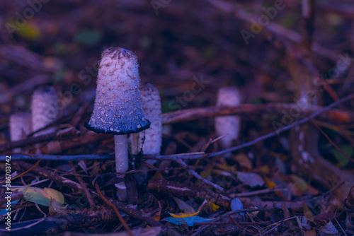 Artfully photographed mushrooms, dark photo of mushrooms, forest floor with beautiful mushrooms